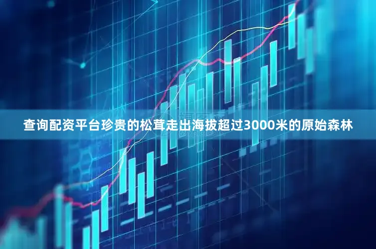 查询配资平台珍贵的松茸走出海拔超过3000米的原始森林